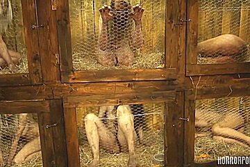 HORRORPORN   Rabbit Hutch